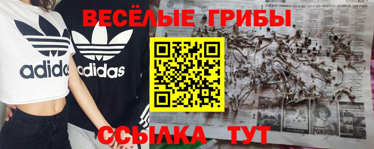 Галлюциногенные грибы Psilocybe Павловский Посад